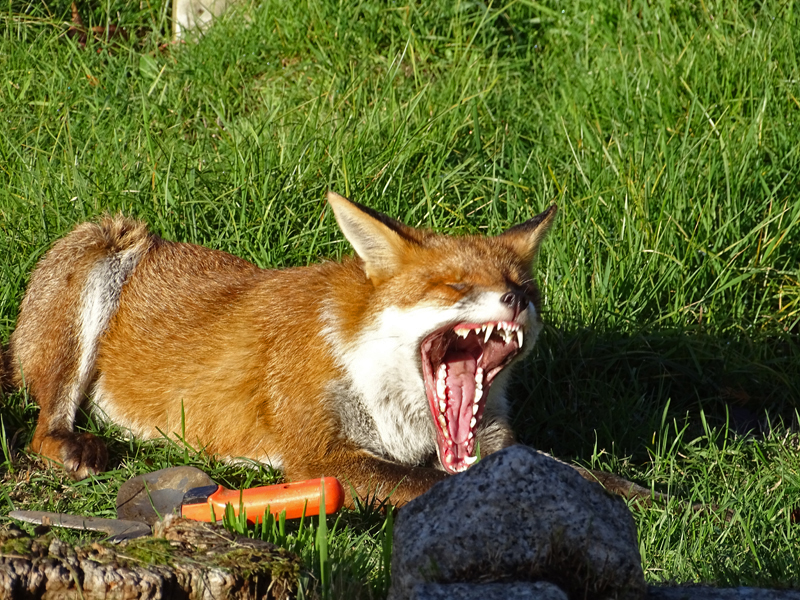 yawning_fox.JPG