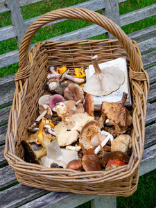 Fungus Foray - Brookwood Cemetery Saturday 10th October 2020