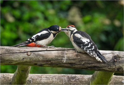 Great Spotted Woodpecker and Young