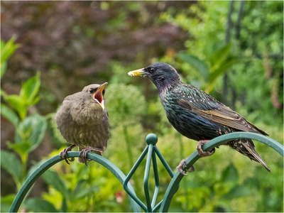 Starling and young