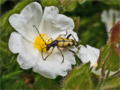 Black & Yellow Longhorn Beetle on Cistus Flower 4
