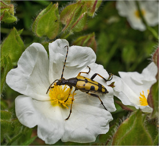 Black & Yellow Longhorn Beetle on Cistus Flower 5