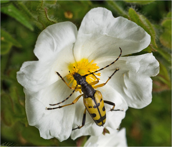 Black & Yellow Longhorn Beetle on Cistus Flower