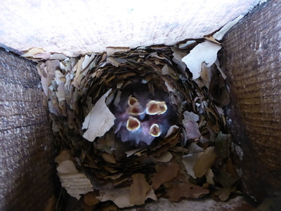 Ca Nuthatches House