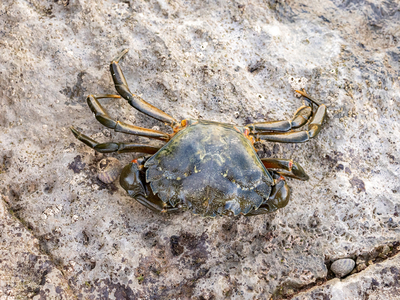 Shore Crab (Carcinus maenas) 