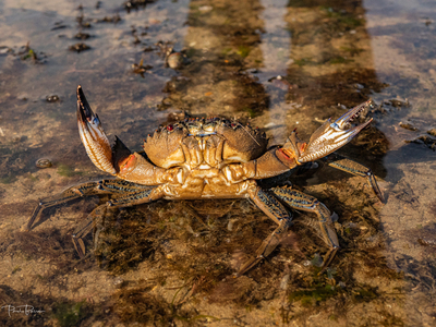 Velvet Swimming Crab (Necora puber)1